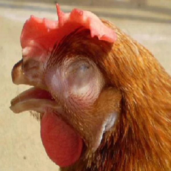 Bệnh sưng phù mặt ở gà chọi là bệnh gì?