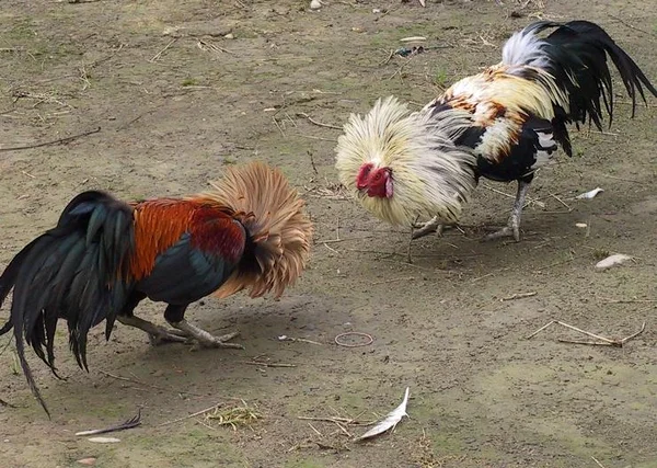 Nạp carbo cho gà đá là điều cần thiết để gà khỏe mạnh trước trận chiến