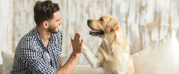 Chiêm bao về chó thường mang ý nghĩa về lòng trung thành và bảo vệ