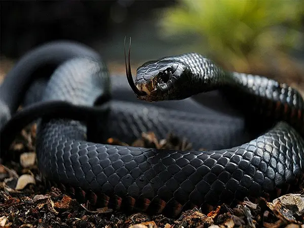Ý nghĩa khi chiêm bao thấy rắn màu đen