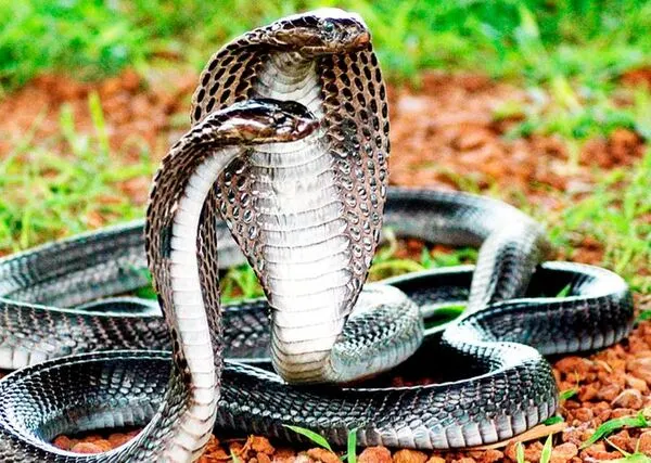 Chiêm bao thấy rắn to nên đánh đề con gì?
