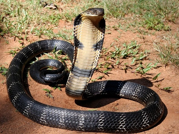 Chiêm bao thấy rắn to có ý nghĩa gì?