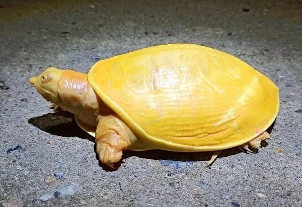 Chiêm bao thấy rùa vàng có điềm báo gì?