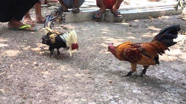 Các giống gà tre làm chiến kê tiêu biểu ở Việt Nam
