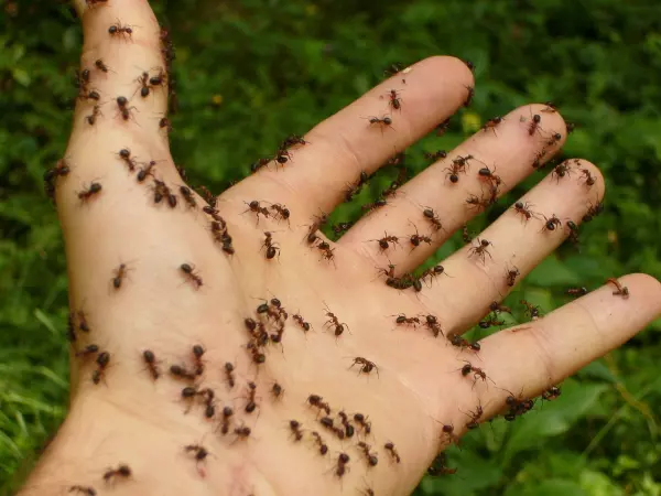 Chiêm bao thấy kiến cắn có nghĩa là đang có người hãm hại bạn