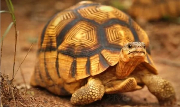 Người mơ thấy rùa vàng thường gặp nhiều may mắn trong cuộc sống