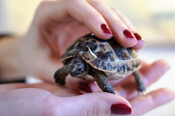 Người mơ thấy rùa bị cắn tay đang có vấn đề về sức khỏe